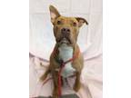 Adopt Saphire a Pit Bull Terrier