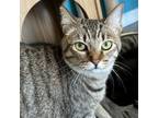 Adopt Grey C a Domestic Short Hair