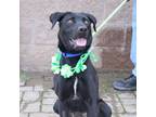 Adopt Dallas a Black Labrador Retriever, Terrier