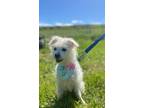 Adopt Athena a Poodle, Terrier