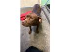 Adopt A683117 a Pit Bull Terrier