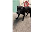 Adopt A683118 a Pit Bull Terrier