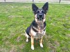 Adopt BAILEY a German Shepherd Dog