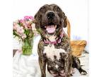 Adopt MARBLES a American Staffordshire Terrier, Mixed Breed