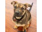 Adopt NEBULA a American Staffordshire Terrier, Mixed Breed