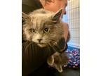 Adopt Misty a Nebelung