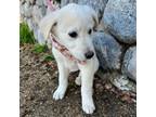 Adopt June a Great Pyrenees