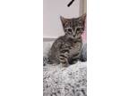 Adopt Calliope a Tabby