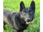 Adopt MIDNIGHT a German Shepherd Dog