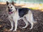 Adopt PLUMA a German Shepherd Dog
