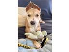 Adopt Alyssa a Pit Bull Terrier, Mixed Breed