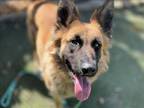 Adopt VENUS a German Shepherd Dog