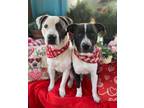 Adopt Adorable Daphne and Cyrus a American Staffordshire Terrier