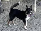 Adopt A131154 a Australian Cattle Dog / Blue Heeler, Mixed Breed