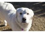 Adopt Gwen a Great Pyrenees