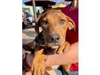 Adopt Angel a Boxer, Doberman Pinscher