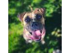 Adopt Sharky a Boxer