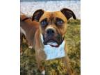 Adopt Abilene a Boxer