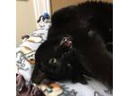 Adopt Knight a Domestic Short Hair