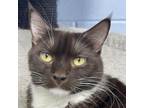 Adopt Cocoa a Domestic Short Hair