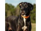 Adopt Suzy a Great Dane