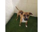 Adopt BABY GIRL a Black Mouth Cur, Mixed Breed