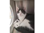 Adopt BAMBI a Domestic Short Hair