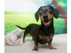 Adopt STELLA ROSE a Dachshund