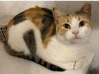 Adopt Summer a Domestic Short Hair