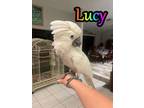 Adopt Lucy a Cockatoo