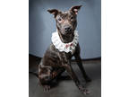Adopt Sammie a Pit Bull Terrier, Mixed Breed