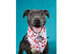 Adopt Bandit a Pit Bull Terrier, Mixed Breed