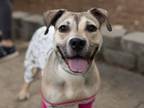 Adopt SUE - IN FOSTER a Black Mouth Cur, Mixed Breed