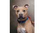 Adopt Skylar a Pit Bull Terrier, Mixed Breed