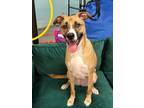 Adopt DELILAH a Black Mouth Cur