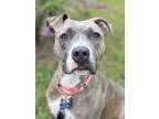 Adopt MAGGIE - IN FOSTER a Pit Bull Terrier, Mixed Breed