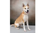 Adopt Mumba a Parson Russell Terrier, Mixed Breed