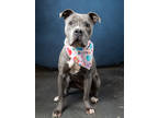 Adopt Bebe a Pit Bull Terrier, Mixed Breed