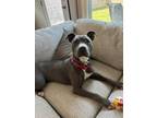 Adopt Dream a Pit Bull Terrier, Mixed Breed