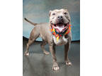 Adopt Shakira a Pit Bull Terrier, Mixed Breed