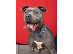 Adopt Mermaid a Pit Bull Terrier, Mixed Breed