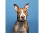 Adopt SPARKLE - IN FOSTER a Pit Bull Terrier, Mixed Breed