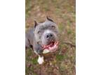 Adopt Nugget - IN FOSTER a Pit Bull Terrier, Mixed Breed