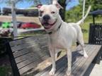 Adopt MERCY - IN FOSTER a Pit Bull Terrier, Mixed Breed