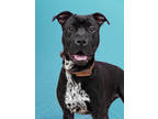 Adopt Jojo a Pit Bull Terrier, Mixed Breed