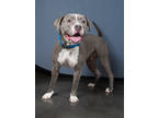 Adopt CHERRY a Pit Bull Terrier, Mixed Breed