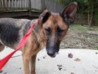 Adopt Emlou - IN FOSTER a German Shepherd Dog, Mixed Breed