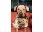 Adopt ELEGANCE a Pit Bull Terrier, Mixed Breed