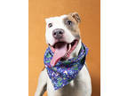 Adopt Lena a Pit Bull Terrier, Mixed Breed