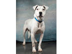 Adopt Cupcake a Pit Bull Terrier, Mixed Breed